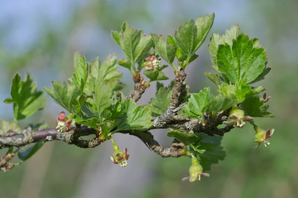Dehiscing on gooseberry bush bud — Stock Photo, Image
