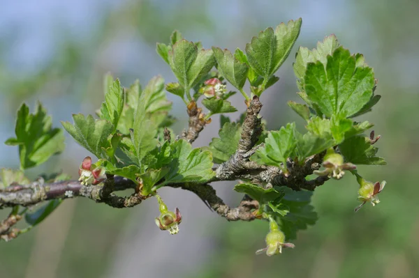 A köszméte bush bud dehiscing Stock Fotó