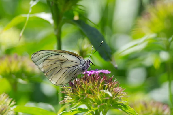 Black-veined white butterfly on a flower — Stock Photo, Image