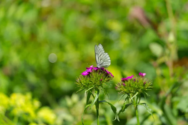 Black-veined white butterfly on a flower — Stock Photo, Image