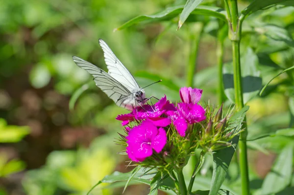 Black-veined white butterfly on a flower — Stock Photo, Image