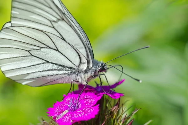 Black-veined white butterfly on a flower — Stock Photo, Image