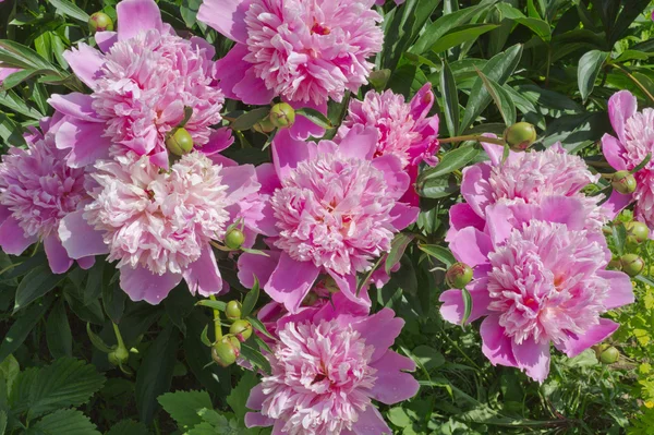 taze pembe peonies buket