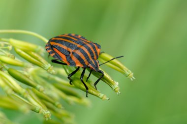 İtalyan çizgili-hata