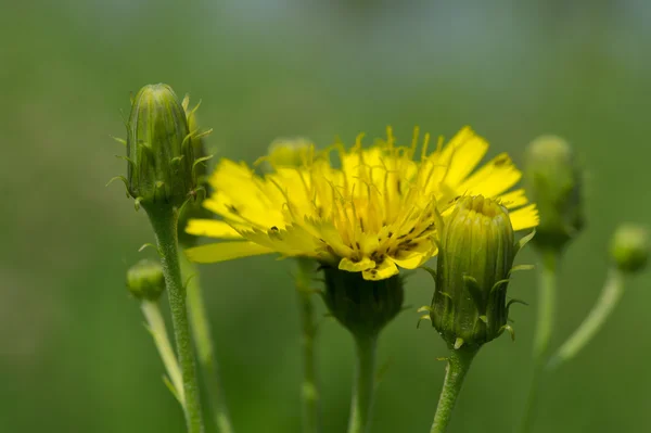 Flor de cardo-porca — Fotografia de Stock