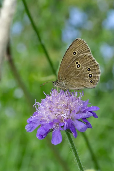 Woodland Ringlet butterfly on a widow flower — Stock Photo, Image