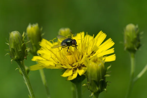 bir domuz-thistle çiçek fly