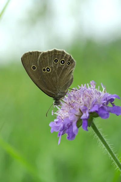 Woodland Ringlet butterfly on a widow flower — Stock Photo, Image