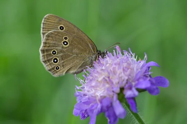 Woodland Ringlet butterfly on a widow flower — Stock Photo, Image