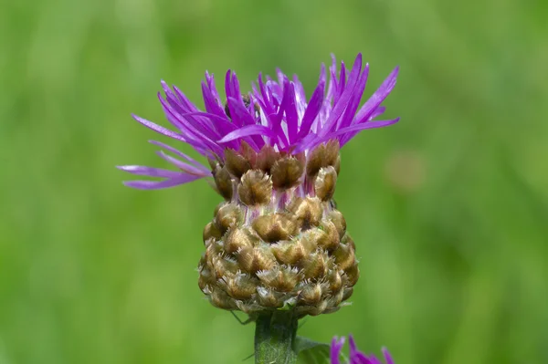 Flor de cardo rastejante — Fotografia de Stock