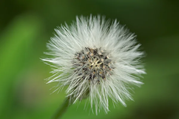 The fruits of coltsfoot — Stock Photo, Image