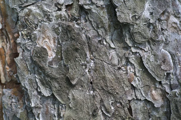 Pine tree bark textural background — Stock Photo, Image