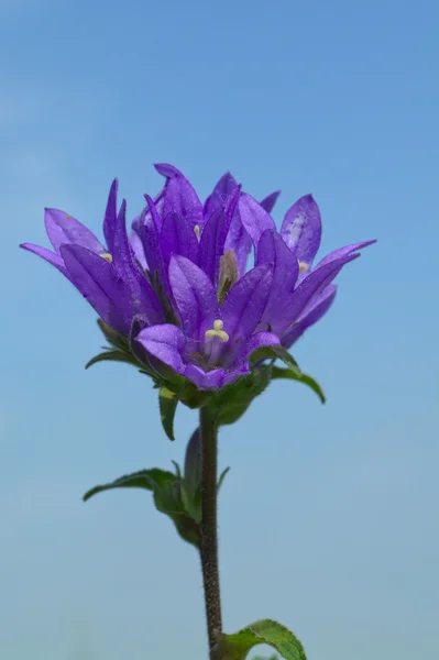 Blue cornflower on blue sky background — Stock Photo, Image