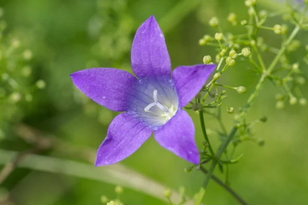 Blue cornflower on green background — Stock Photo, Image
