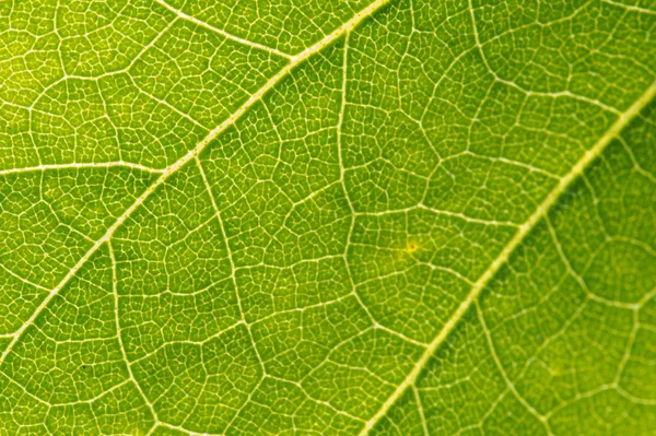 Reverse side of the leaf Stock Photo
