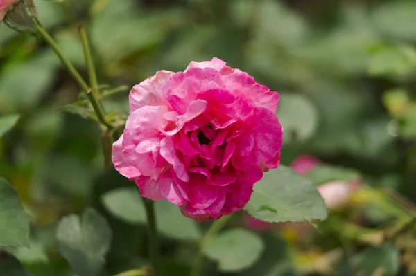 Rosa roja flor — Foto de Stock