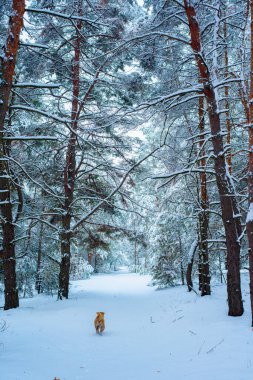 Çam ve ladin kış ormanlarının dallardaki kar manzarası. manzara.