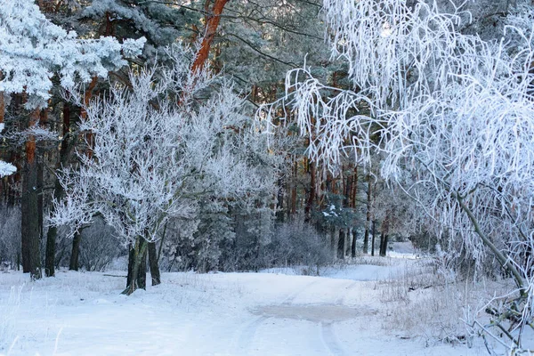 Panorama View Winter Forest Pine Spruce Snow Branches Landscape — Stock Photo, Image