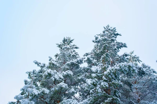 Panorama View Winter Forest Pine Spruce Snow Branches Landscape — Stock Photo, Image