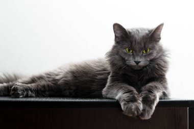 Yeşil gözlü gri tüylü bir kedi açık bir arka planda bir masada yatıyor.