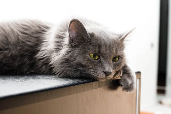 A gray furry cat with green eyes lies on a table on a light background a place for the text pet — Stock Photo, Image