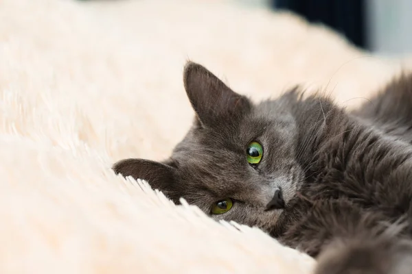 Un chat gris poilu aux yeux verts se trouve sur le lit sur un couvre-lit pêche sur un fond clair un endroit pour le texte animal de compagnie — Photo