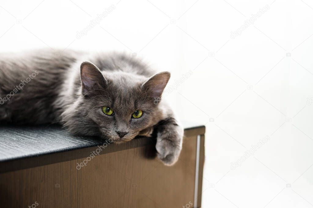 a gray furry cat with green eyes lies on a table on a light background a place for the text pet