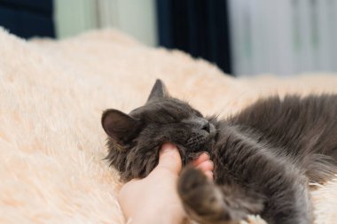 Yeşil gözlü gri tüylü bir kedi şeftali rengi bir yatak örtüsünün üzerinde uzanır.