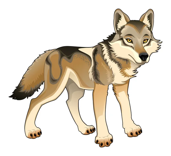 Wolf. Vector isolated character — Stock Vector