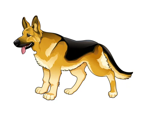 German Shepherd. — Stock Vector