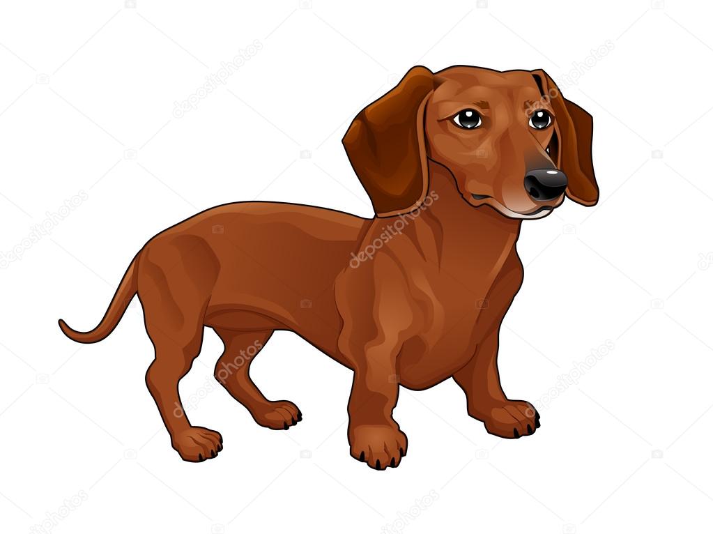 dachshunds de boală articulară