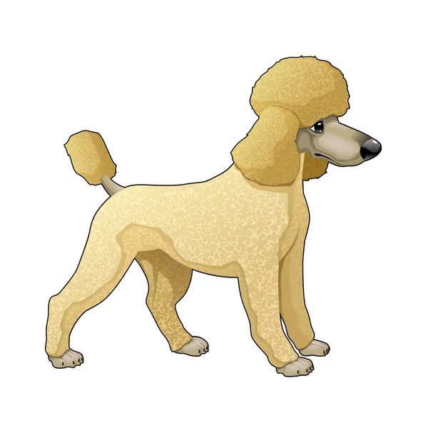 Poodle. — Vector de stock