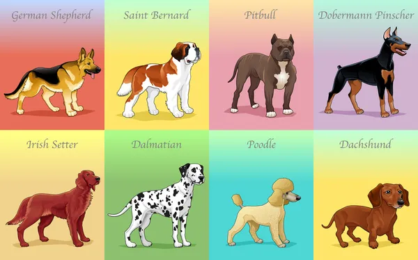 Groupes de chiens . — Image vectorielle