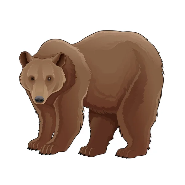 棕熊. — 图库矢量图片