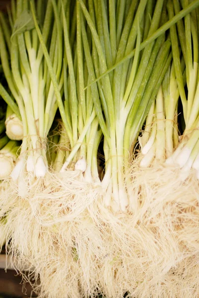 Fresh spring onions — Stock Photo, Image