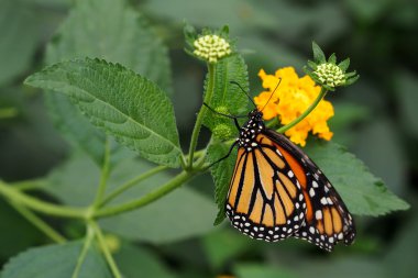 Monarch kelebek nektar emme