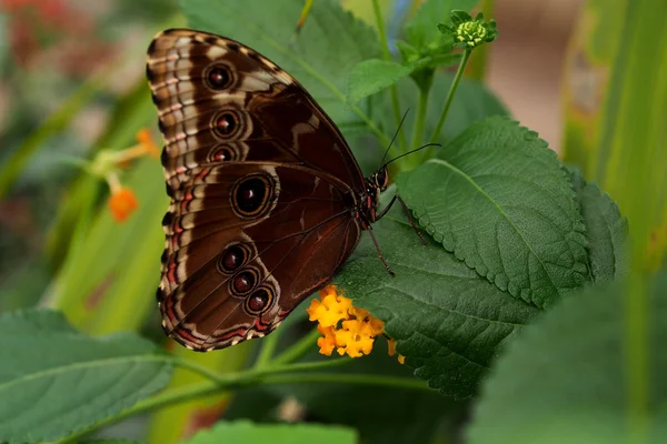 Mariposa monarca, primer plano —  Fotos de Stock