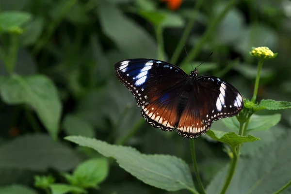 Cerca de la foto de una hermosa mariposa —  Fotos de Stock