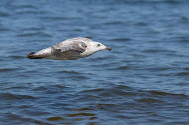 Suyun üzerinde uçan büyük bir martı.