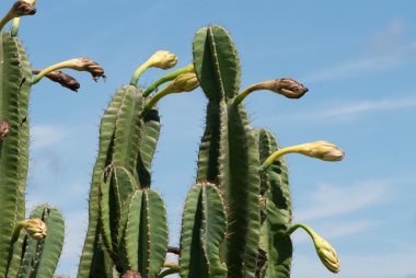 kaktüs çiçek tomurcuk içinde mavi gökyüzü ile
