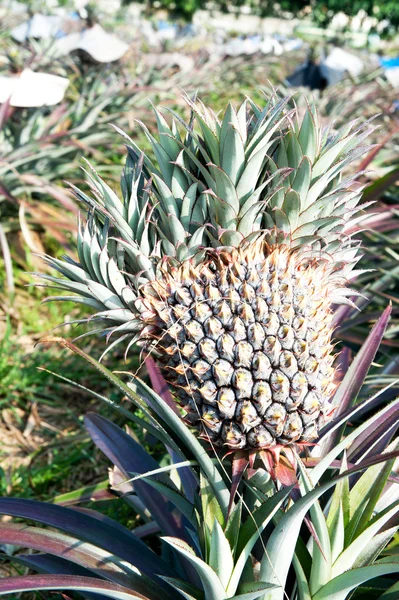 Ananas. — Stok fotoğraf