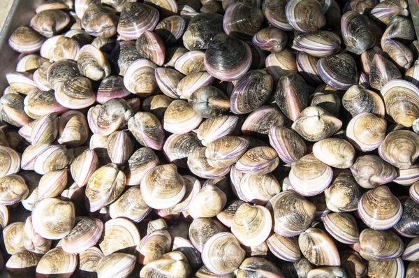 Fresh clams — Stock Photo, Image