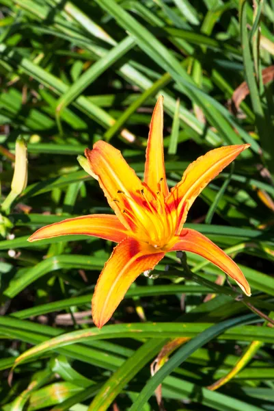 Orange Daylily — Stock Photo, Image