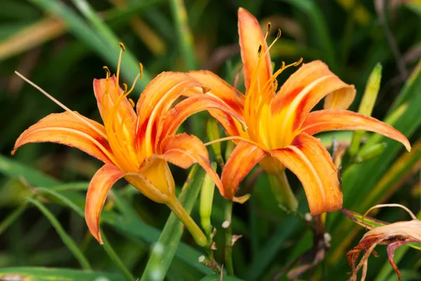 Naranja daylily — Foto de Stock