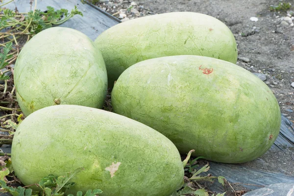 Watermelon — Stock Photo, Image