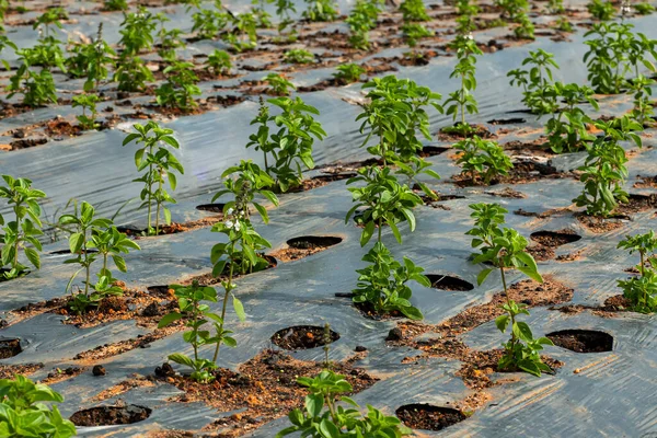 Groene Salade Boerderij Basilicum Planten Met Kunststof — Stockfoto