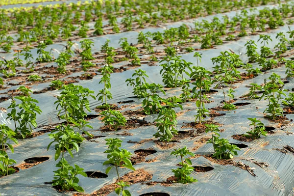 Ensalada Hojas Verdes Granja Plantación Albahaca Con Plástico —  Fotos de Stock