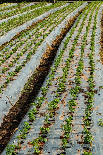 Ensalada Hojas Verdes Granja Plantación Albahaca Con Plástico — Foto de Stock
