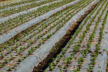 Soslu et ve patates kızartması..