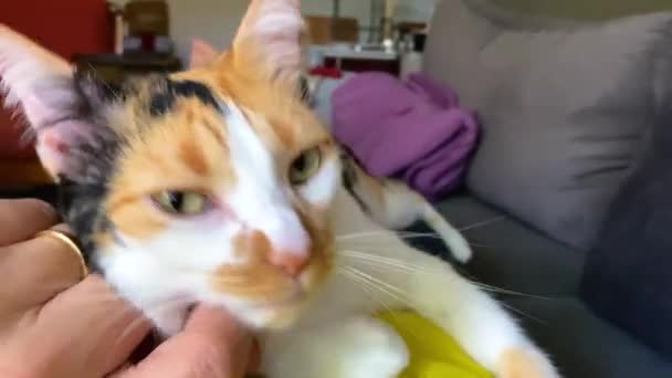 Bel Gatto Che Viene Accarezzato Concetto Animale Domestico Bello Tagliato — Video Stock